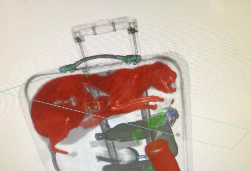 Angajații unui aeroport au găsit o pisică într-un bagaj de cală. A fost descoperită la scannerul cu raze X