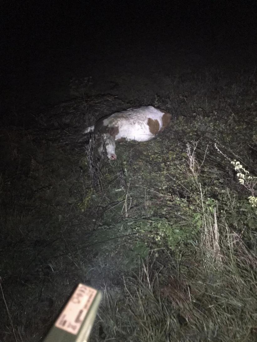 O mașină s-a răsturnat după ce a lovit o vacă pe un drum din Sibiu. Trei persoane au fost rănite 18811507