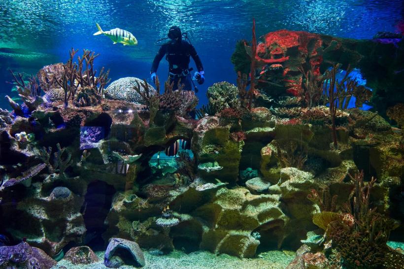 Avertisment ONU: Marea Barieră de Corali este în pericol!