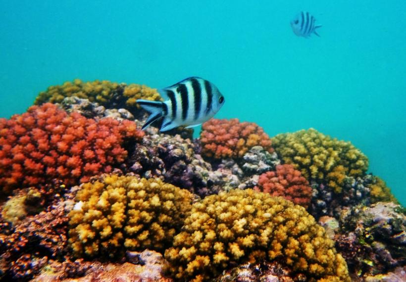 Avertisment ONU: Marea Barieră de Corali este în pericol! 18812297