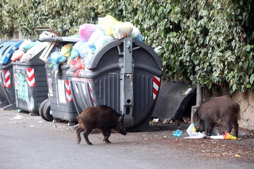 Incredibil! Porcii mistreți se plimbă nestingheriți prin Roma. Iată imaginile 18812532