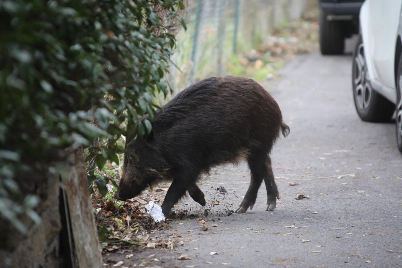 Incredibil! Porcii mistreți se plimbă nestingheriți prin Roma. Iată imaginile 18812534