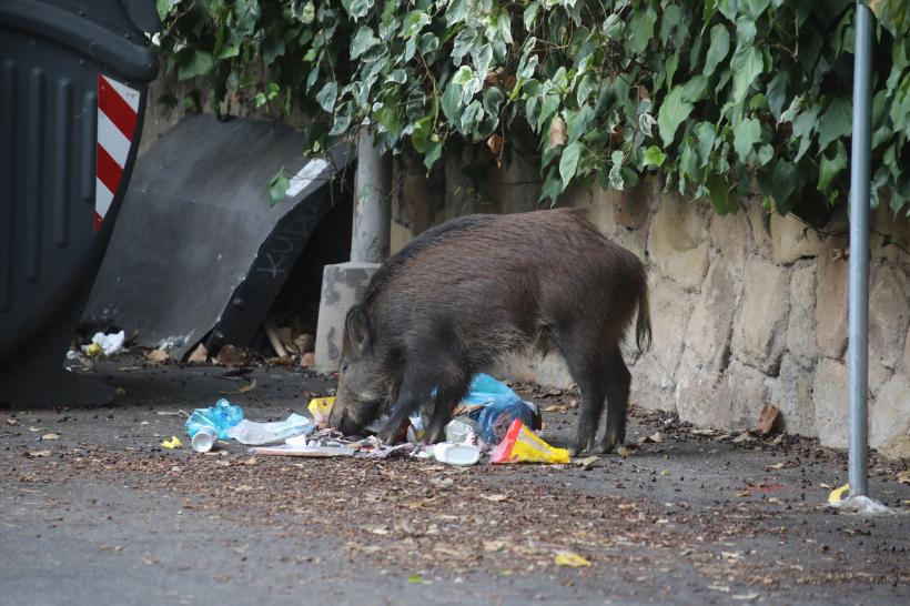 Incredibil! Porcii mistreți se plimbă nestingheriți prin Roma. Iată imaginile 18812535