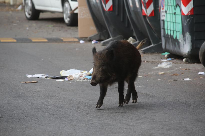 Incredibil! Porcii mistreți se plimbă nestingheriți prin Roma. Iată imaginile 18812537