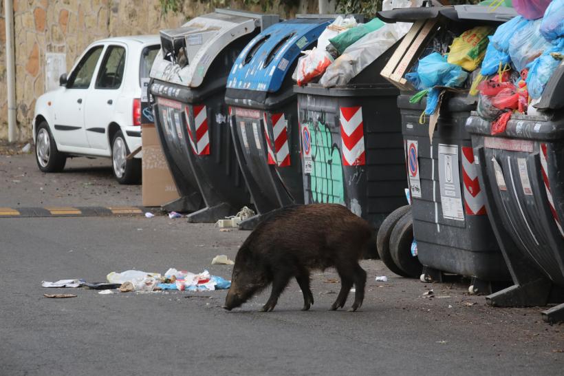 Incredibil! Porcii mistreți se plimbă nestingheriți prin Roma. Iată imaginile 18812538