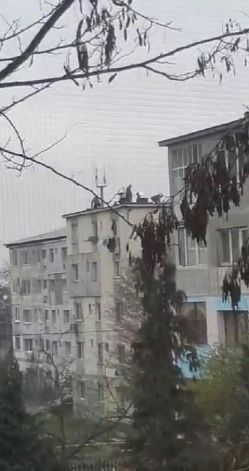 Imagini incredibile. Câțiva bărbați au tăiat și pârjolit porcul de Crăciun pe bloc 18813134