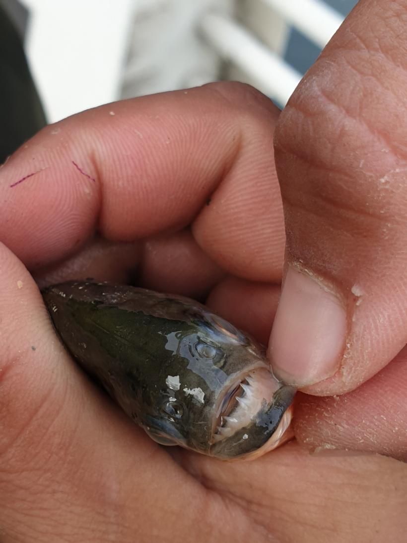 Pește piranha pescuit din Crișul Repede, la Oradea 18813195