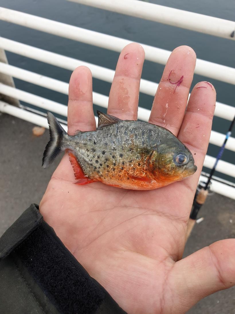 Pește piranha pescuit din Crișul Repede, la Oradea 18813196