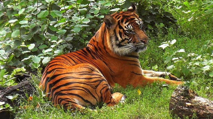 Analiza ADN a solului din urmele lăsate pe picioare ar putea ajuta la salvarea tigrilor din Sumatra