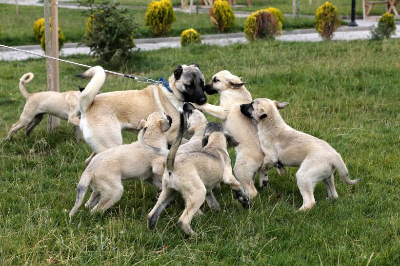 Șase câini din rasa Kangal au fost otrăviți la o stână din județul Arad