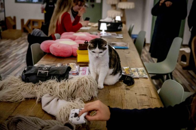 Cafeneaua cu pisici, locul unde îți iei doza de cafea și de…feline. Iată imaginile 18813657