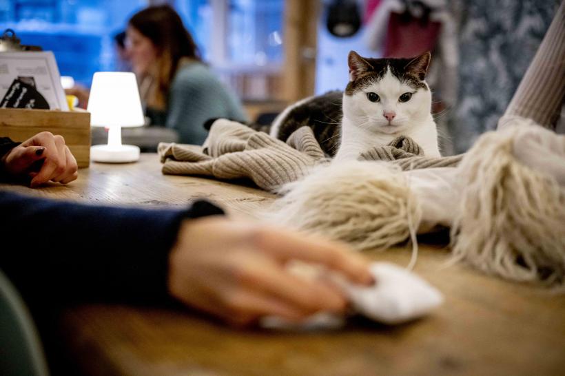 Cafeneaua cu pisici, locul unde îți iei doza de cafea și de…feline. Iată imaginile 18813659