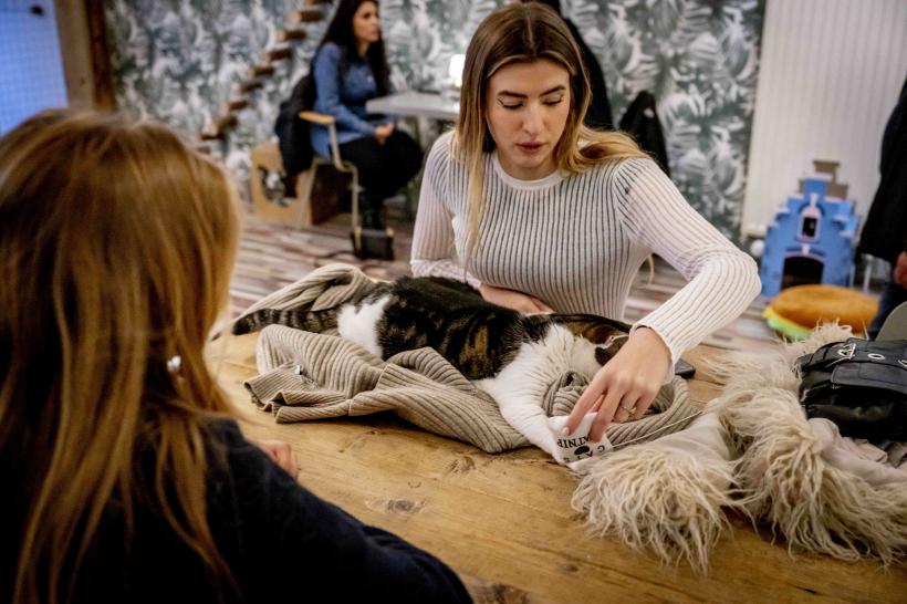 Cafeneaua cu pisici, locul unde îți iei doza de cafea și de…feline. Iată imaginile 18813660