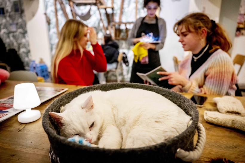 Cafeneaua cu pisici, locul unde îți iei doza de cafea și de…feline. Iată imaginile