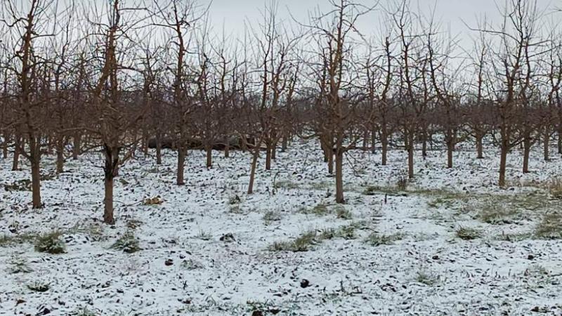 O rachetă a fost descoperită la frontiera Republicii Moldova 18813559