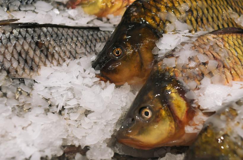 Pericol: Peștele din Dunăre, plin cu metale grele