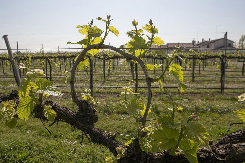 Creșterea producției agricole a UE o ia la vale în următorii 10 ani 18815053