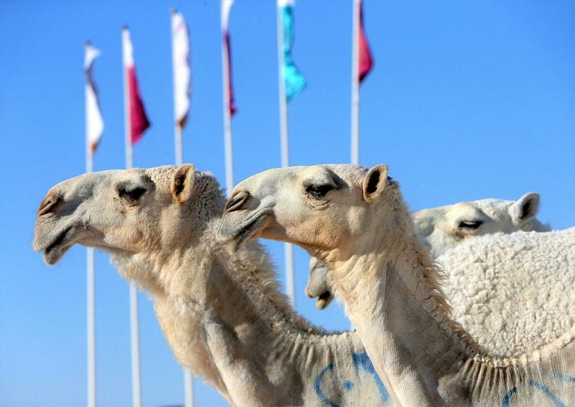 Suporterii echipelor de fotbal riscă să se întoarcă din Qatar cu „gripa cămilei” 18815453