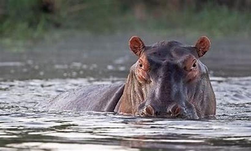 Un hipopotam a atacat un băiețel de 2 ani
