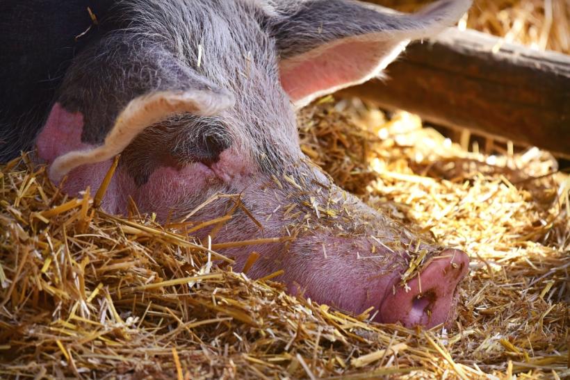 De ce se taie porcii pe 20 decembrie? Tradiții și obiceiuri de Ignat