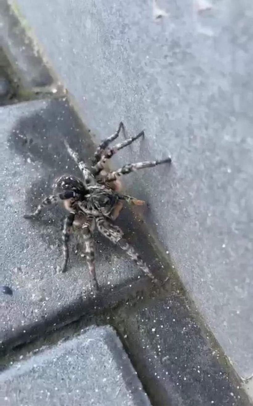 O tarantulă a fost descoperită pe o stradă din Voluntari 18816536