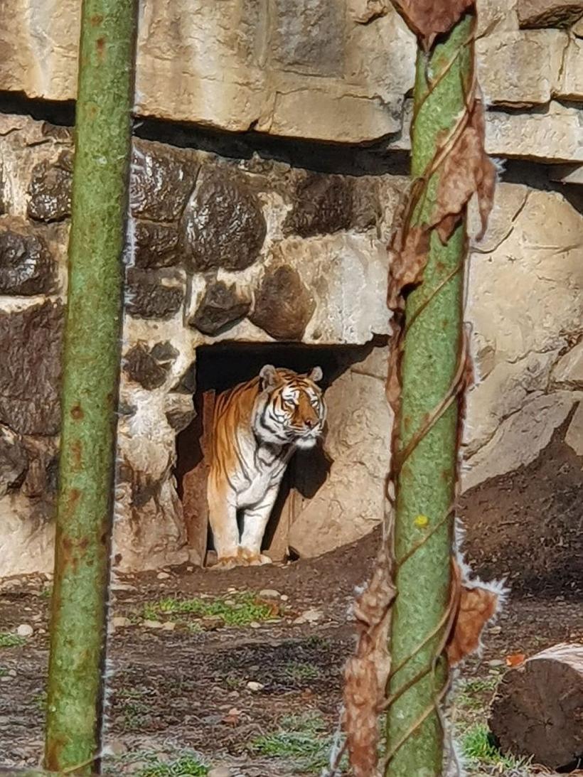 Grădina Zoologică din Târgu Mureș are locatari noi. Animalele deja pot fi văzute în țarcul lor.