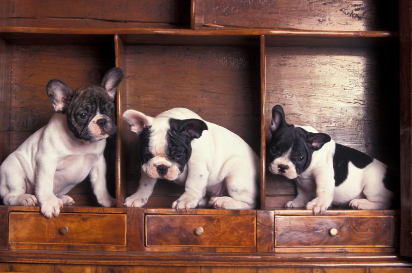 Peste 1.200 de căței, adoptați în 2022 din centrele ASPA din Capitală 18817440