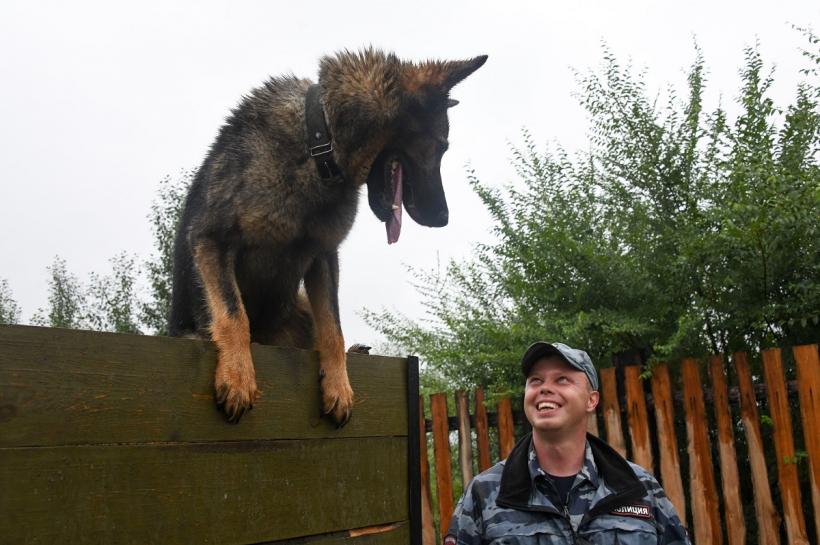 Viața bate filmul: Salvat de un câine polițist
