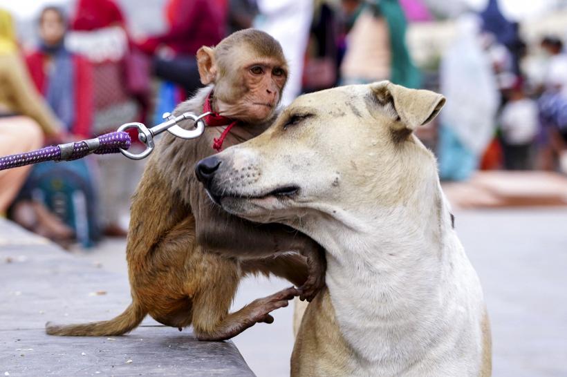 Imagini înduioșătoare: o maimuță și un cățel, tandrețe fără limite