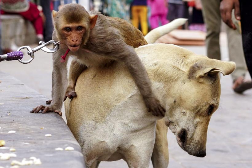 Imagini înduioșătoare: o maimuță și un cățel, tandrețe fără limite 18817843