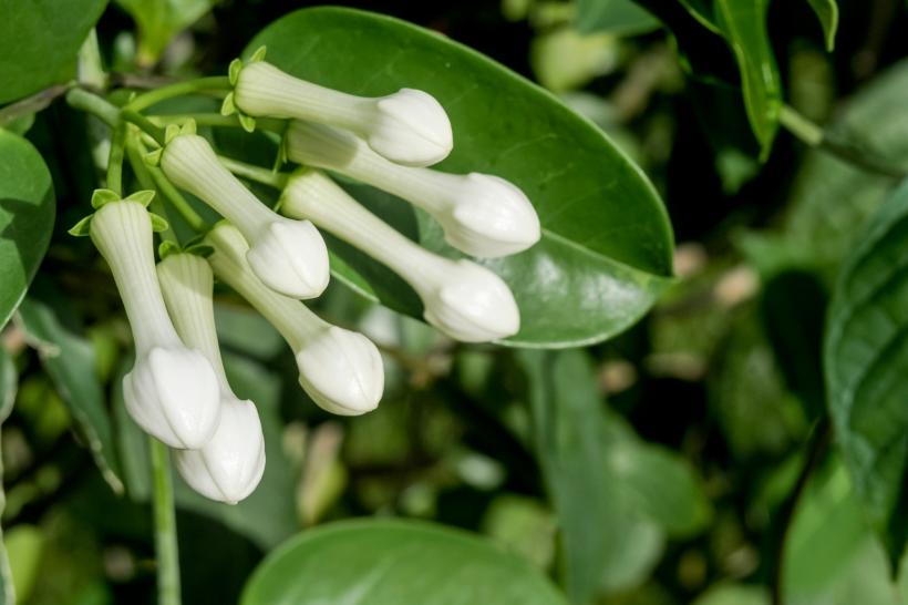 Tot ce trebuie să știi despre Iasomia de Madagascar 18818115