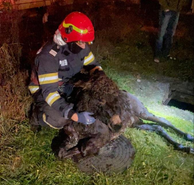 Salvare inedită în Hunedoara. Aiurel, un măgăruș &quot;aiurit&quot;, a căzut într-un canal