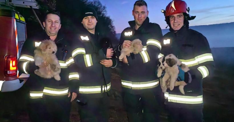 Pompierii din Cluj-Napoca au salvat cinci cățeluși ce se aflau într-un bazin adânc de șase metri într-o pădure de la marginea orașului