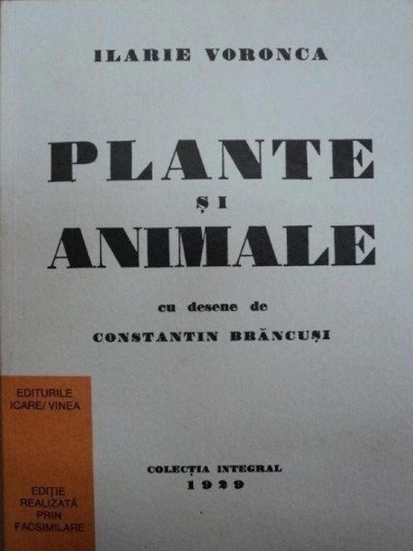 „Miliardarul de imagini”, îngenuncheat de „drăcușorul” Rovena 18818380