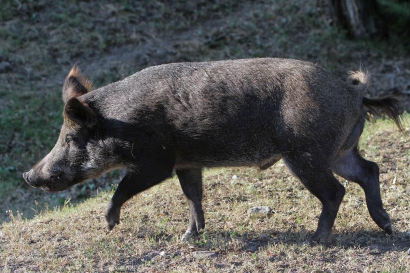 Atacat de mistreţ, la vânătoare 18819167