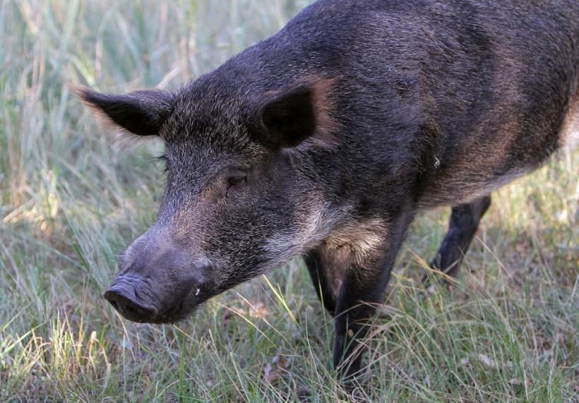 Atacat de mistreţ, la vânătoare 18819168