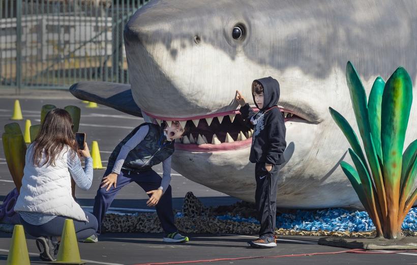 Descoperire senzațională: Un copil a găsit pe o plajă un dinte de rechin megalodon!