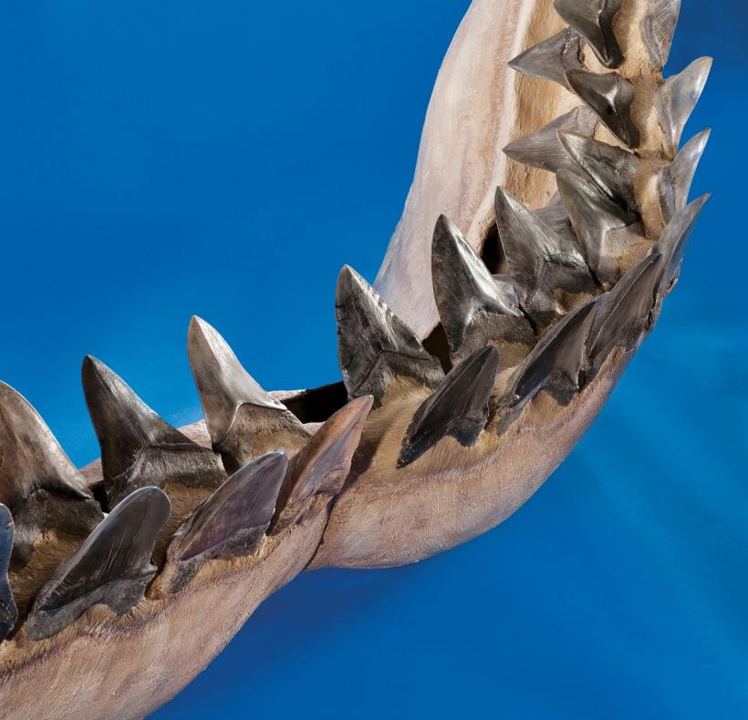 Descoperire senzațională: Un copil a găsit pe o plajă un dinte de rechin megalodon! 18819652