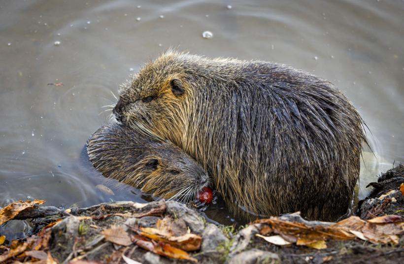 Castorii ajută apărarea Ucrainei în fața atacurilor rusești? 18820000