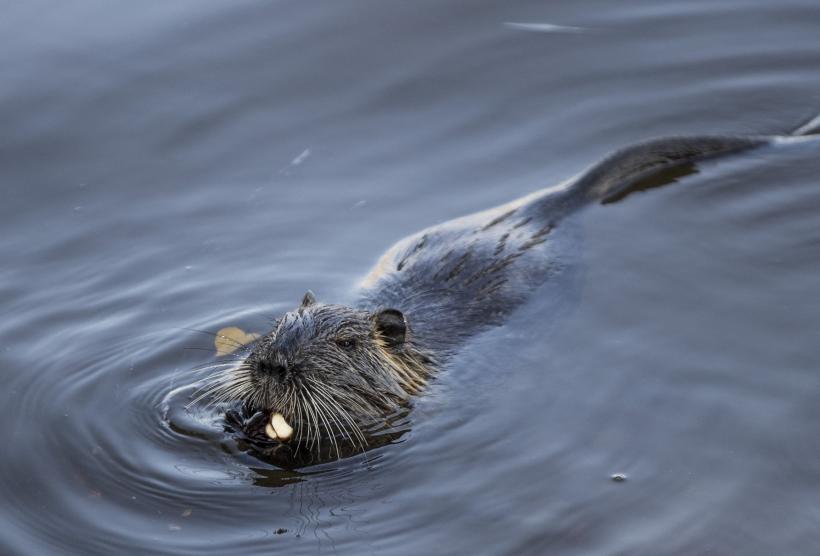 Castorii ajută apărarea Ucrainei în fața atacurilor rusești? 18820001