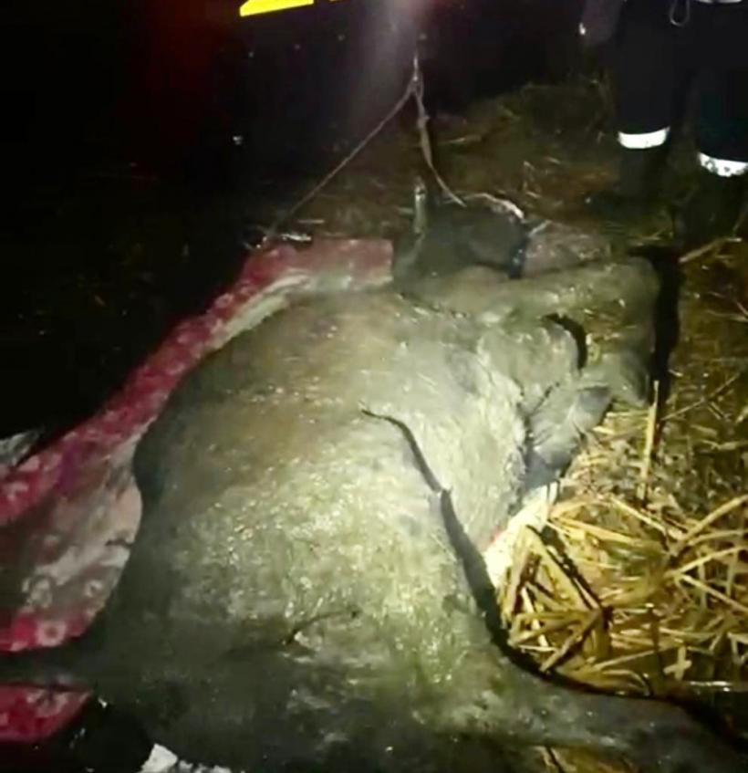 O văcuță a fost salvată din mlaștină de pompierii tulceni 18819989