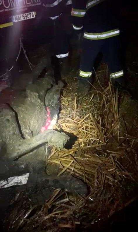 O văcuță a fost salvată din mlaștină de pompierii tulceni 18819990
