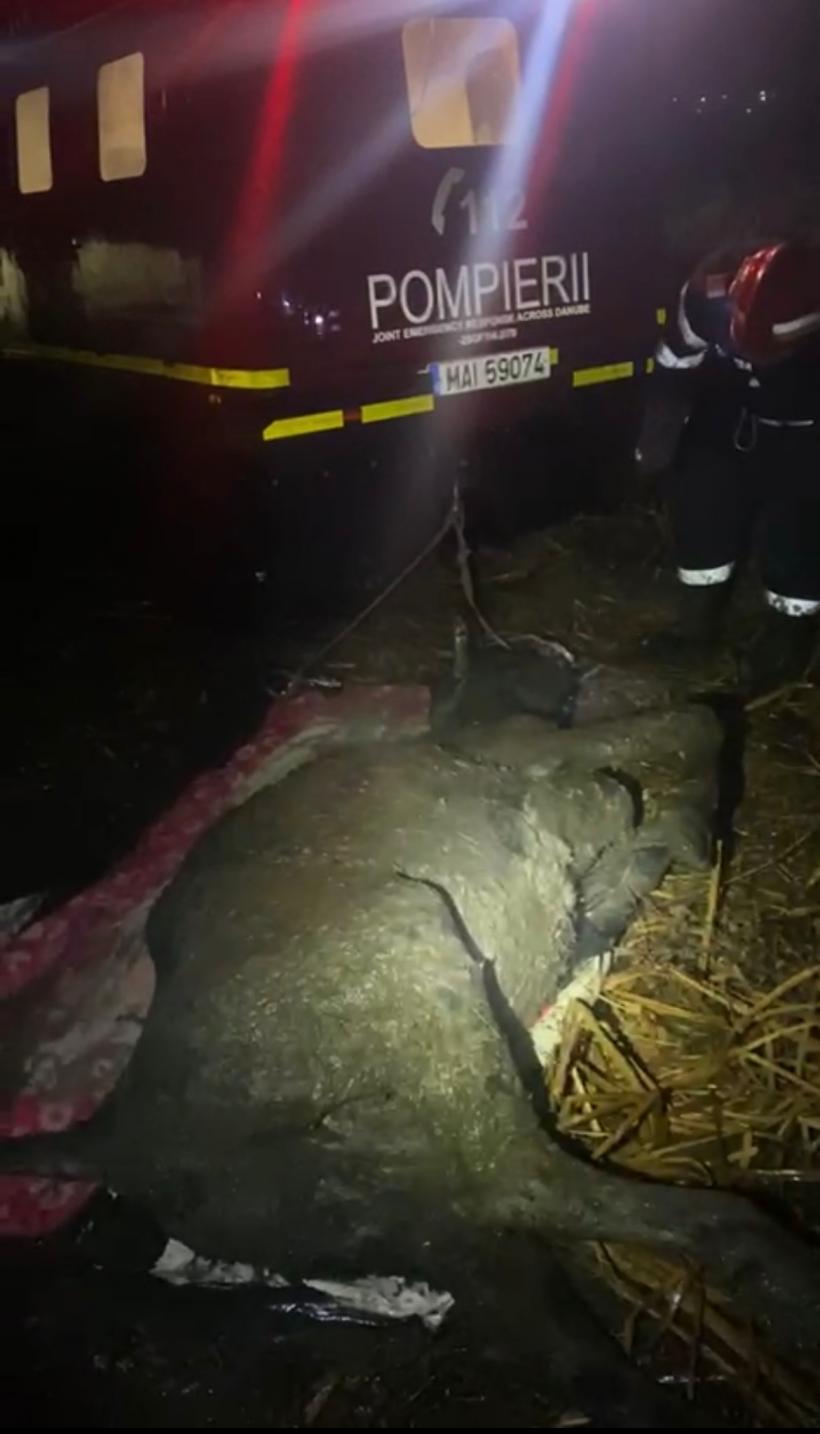 O văcuță a fost salvată din mlaștină de pompierii tulceni 18819991