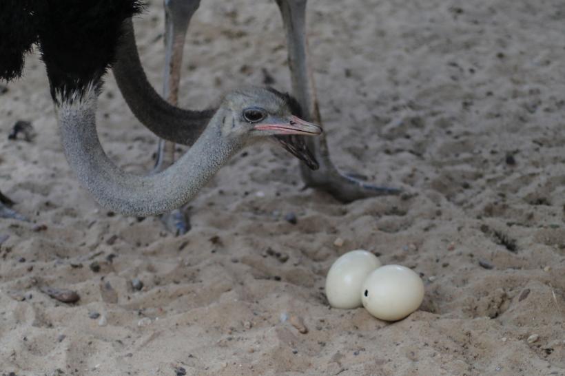 Descoperire UIMITOARE în Israel. Au fost găsite ouă de struț cu o vechime de circa 7.500 de ani 