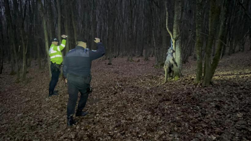 Cruzime fără margini! Doi câini de la o stână au fost spânzurați de copaci 18820470