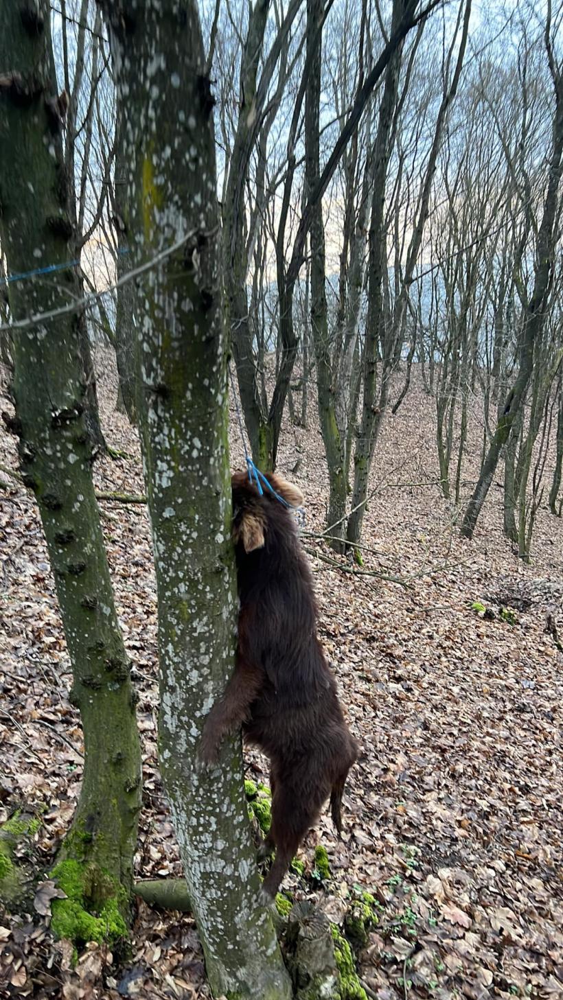 Cruzime fără margini! Doi câini de la o stână au fost spânzurați de copaci 18820471