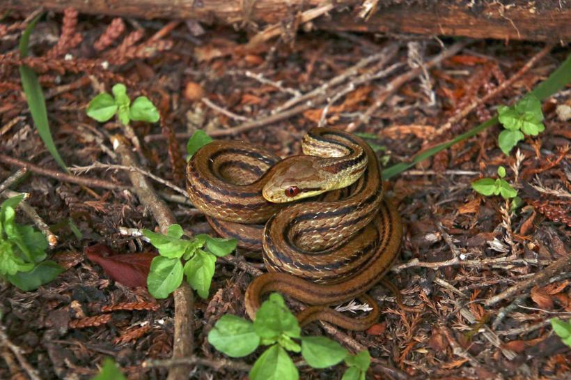 Descoperire senzațională: șarpele BOA pitic, o specie nouă în Amazonul ecuadorian