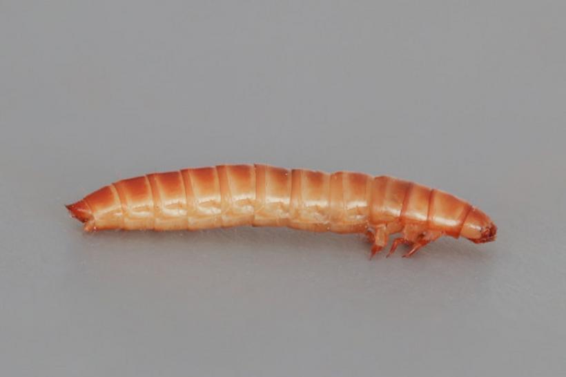 Europa extinde lista insectelor autorizate ca hrană pentru oameni! Larva gândacului de bălegar devine comestibilă 18821187