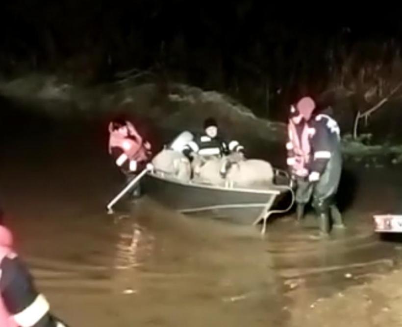 200 de oi au rămas izolate de ape după ce Crișul Alb s-a revărsat 18821494