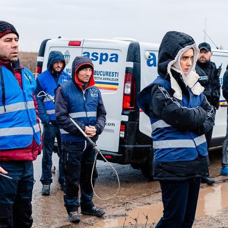 ASPA se apără, după tragedia de lângă Lacul Morii: Nu eliberăm câinii înapoi pe străzi după capturare  18821938